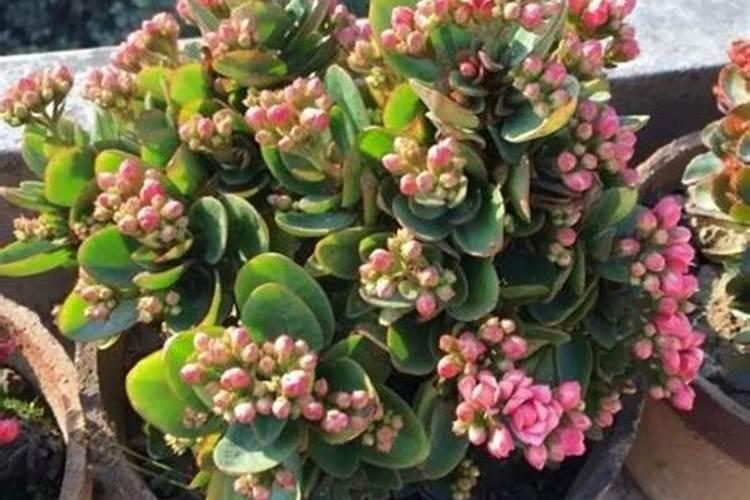 氮肥、磷肥、钾肥的作用是什么