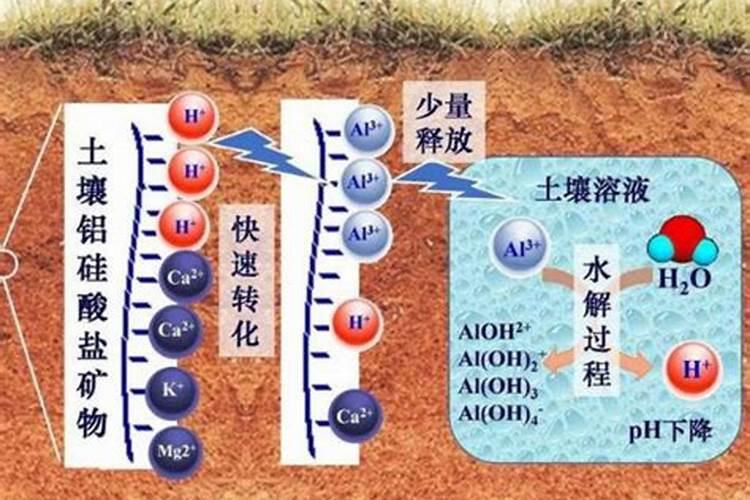 梨树该怎样施肥？