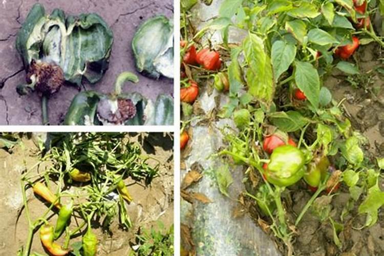 磷钾肥是什么肥