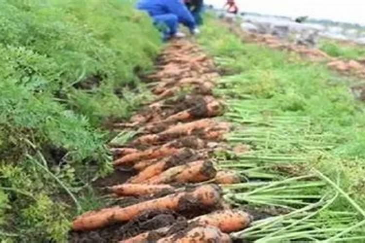 胡萝卜种植我施肥可以吗