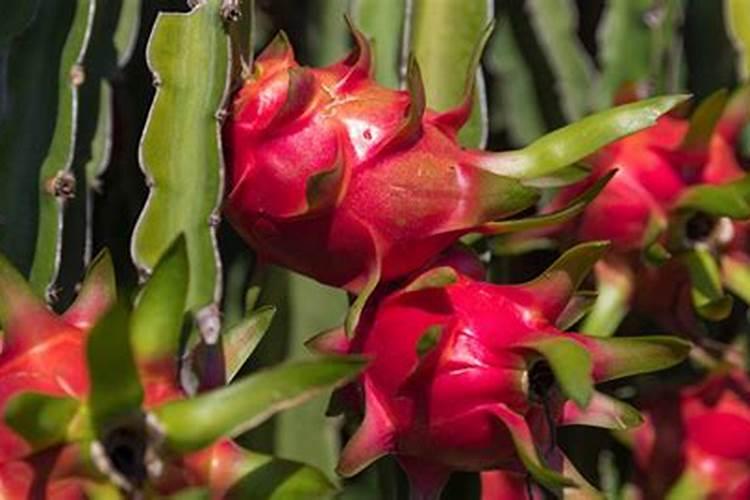 火龙果施什么肥最好 适合用什么肥料