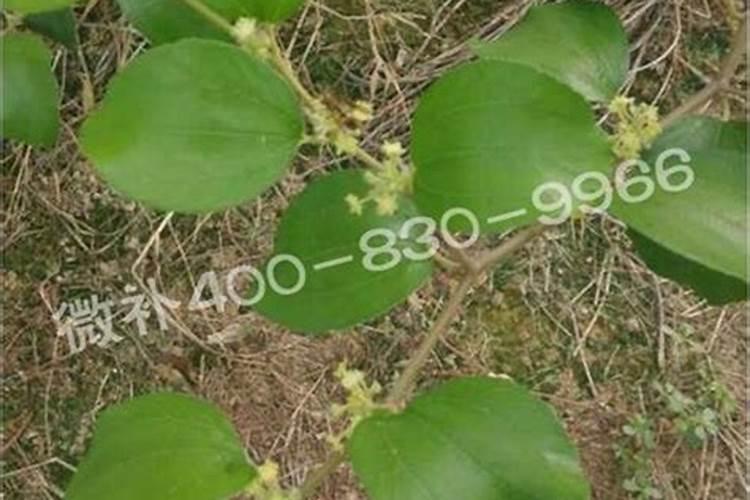 青枣怎么种植？