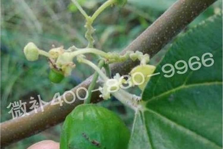 青枣开花期,一天中什么时间喷农药最好