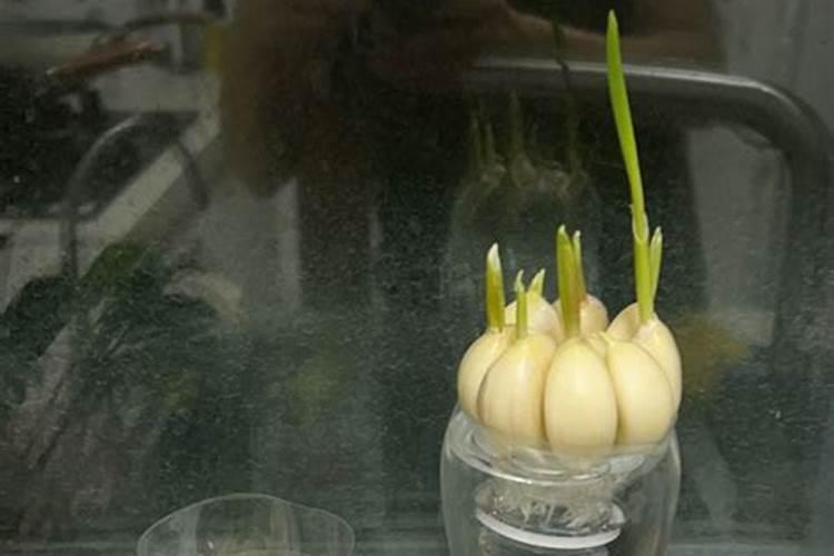 喷到叶子上是白色的是什么农药