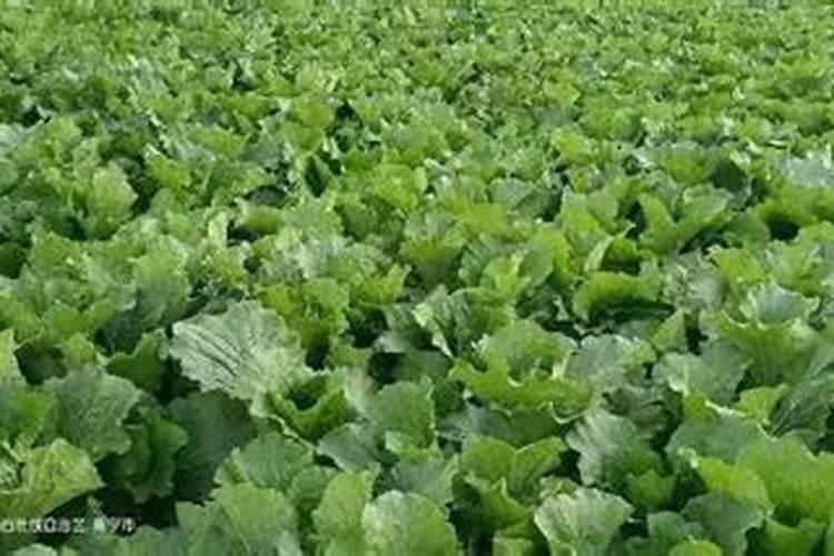 梨树最好三个肥料