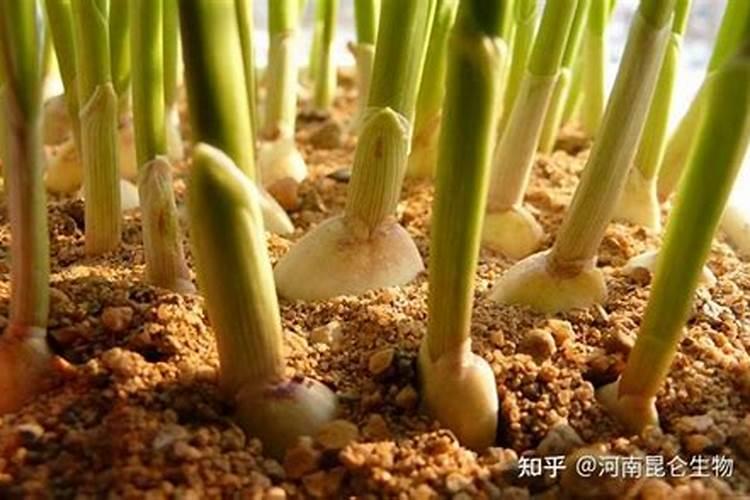大蒜专用肥料
