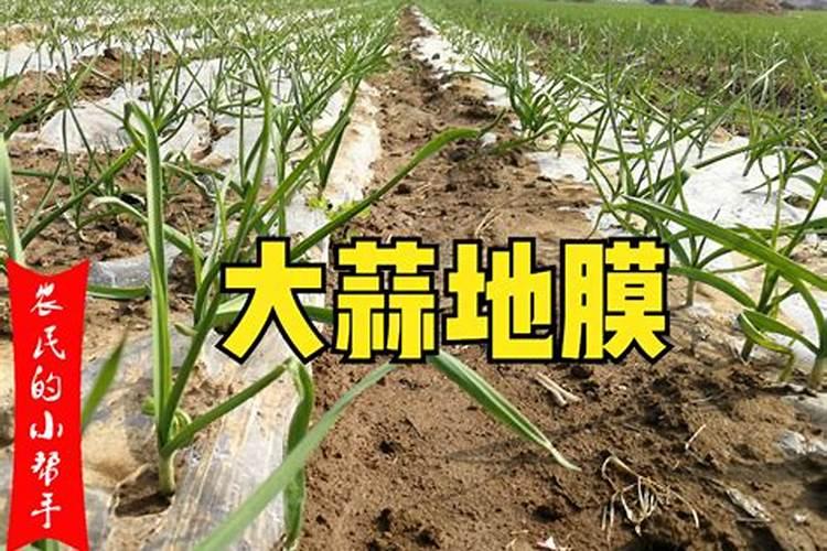 大蒜追肥用什么肥料好