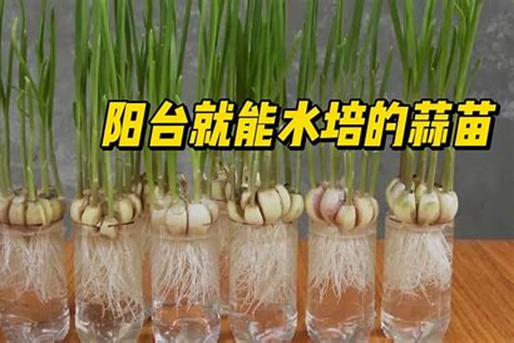 种大蒜底肥上什么肥料好