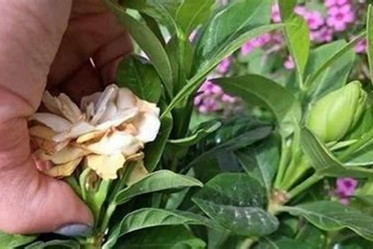 想要果实快速膨大用什么水溶肥好