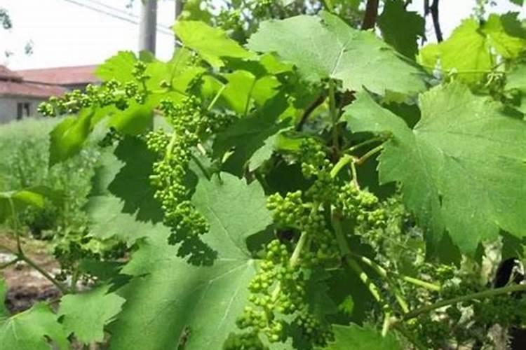 芋头追肥用什么肥料好