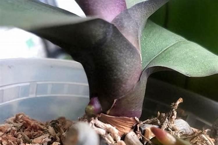 如何给蝴蝶兰喷叶面肥