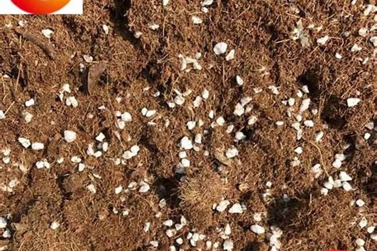 青菜施肥用复合还是尿素