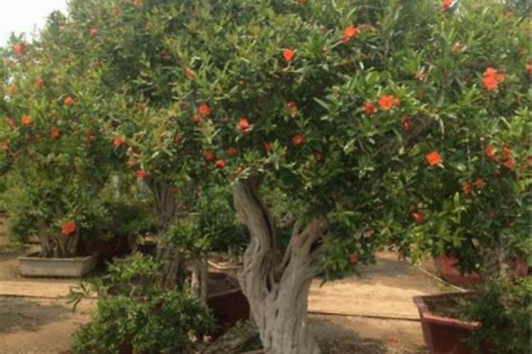 高钾水溶肥配方