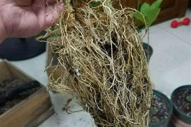 果树什么时间补硼效果更好？很多果农补了很多硼,但都浪费了