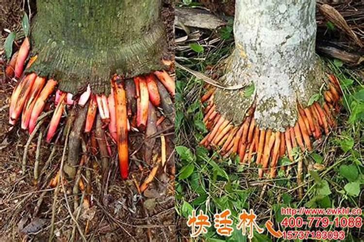 槟榔苗种多久可以施生根水种肥料？