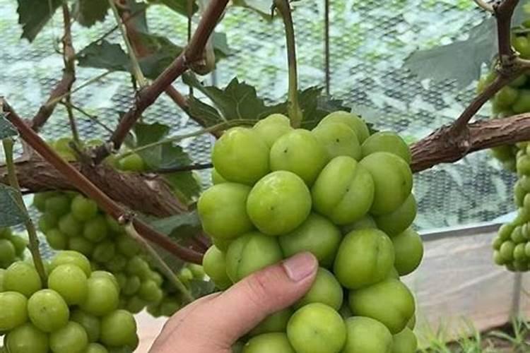 葡萄浇水高氮水溶肥能和硫酸镁混合用吗？