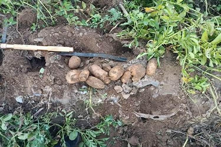 红提用什么肥使果实迅速膨大？红提水溶肥用法