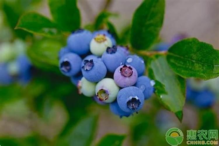 榛子树喷叶面肥的正确方法