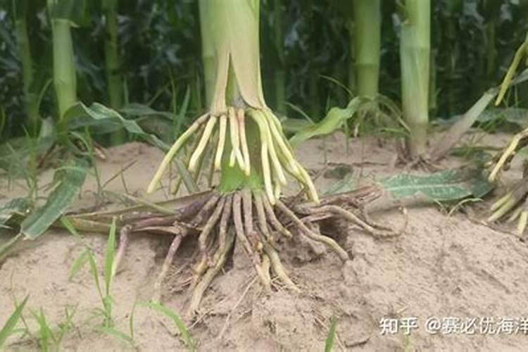 槟榔苗种多久可以施生根水种肥料？