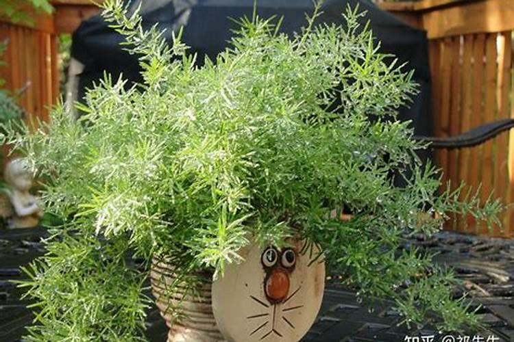 兰草花用什么肥料最好兰花施什么肥料才能开花