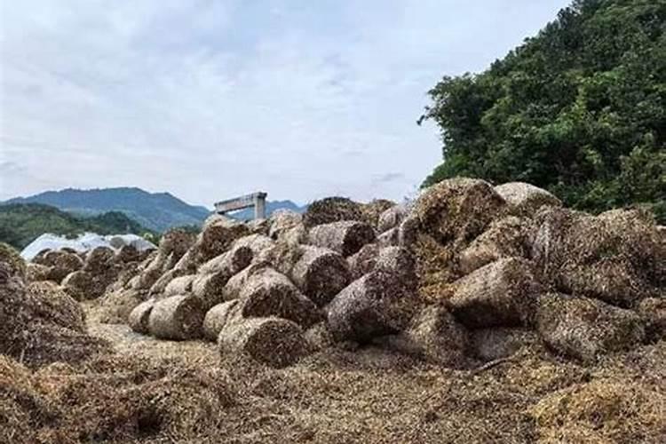 家庭养花用什么肥料好？