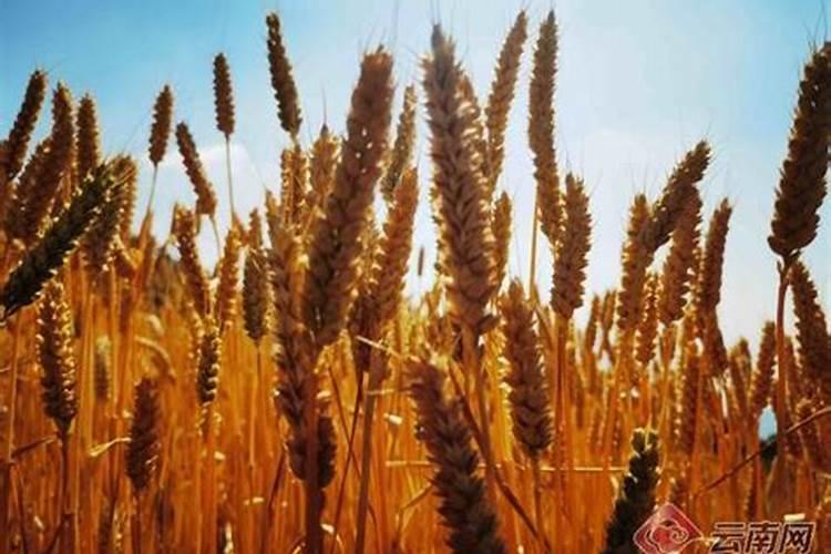 小麦副产品贸易商有哪些