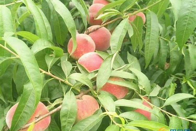 桃子颜色不佳要用什么药物处理