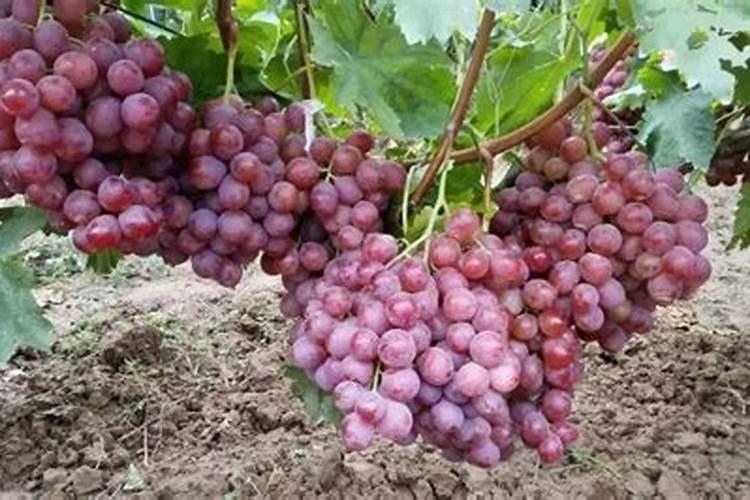 鱼蛋白肥料的使用技巧