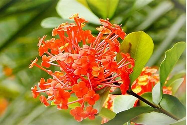 龙船花花谢后怎么处理