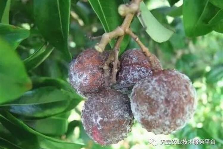 荔枝怎样施肥管理为好