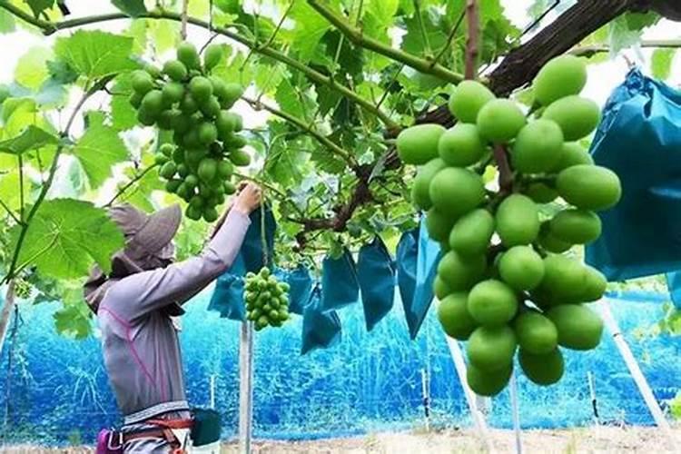 襄阳最好的茶叶,湖北襄阳什么茶叶出名