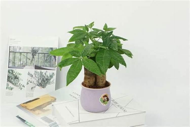 磷肥可以施在什么植物上