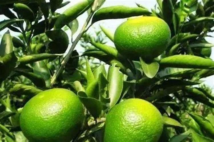 有什么办法能让蒜苔保存一年还能食用？