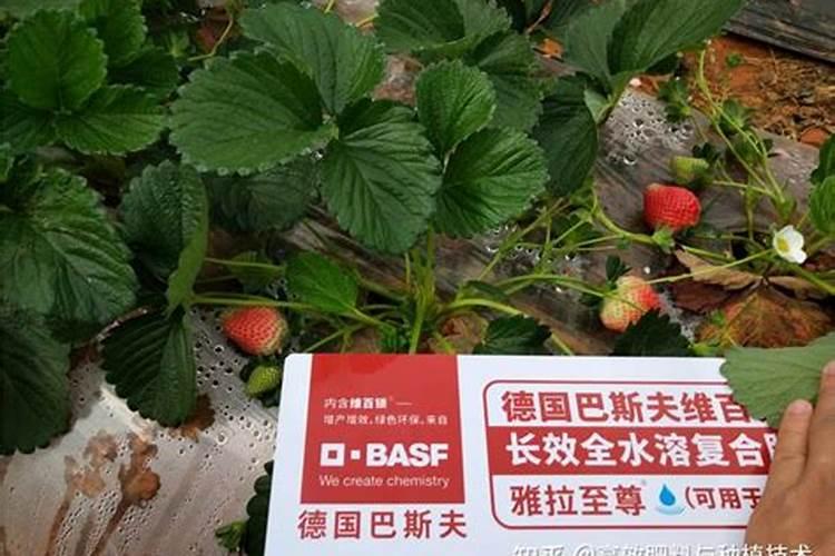 黄瓜用平衡肥好还是高钾肥 黄瓜用什么肥料好