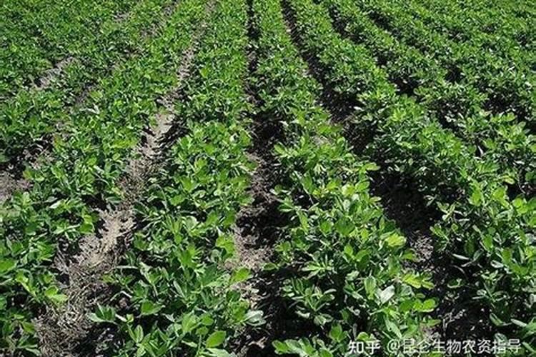 桃子什么时候是膨大期(桃子膨果期是在几月份的时间)