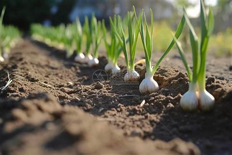 怎么自制养花营养液？