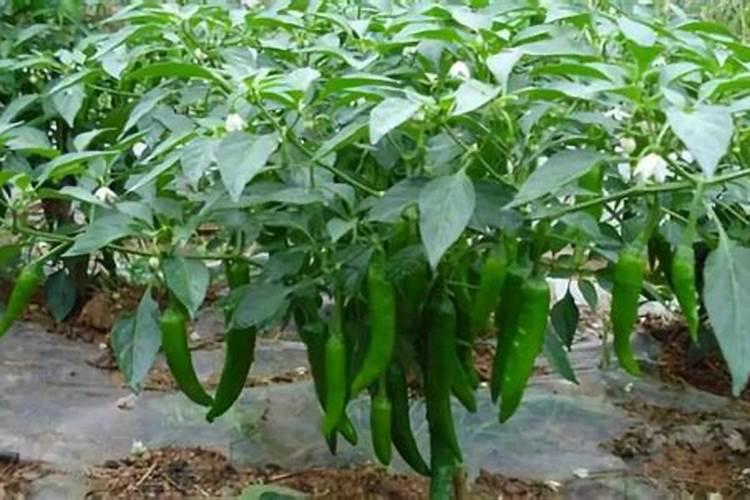 400克的石硫合剂可以兑几公斤水