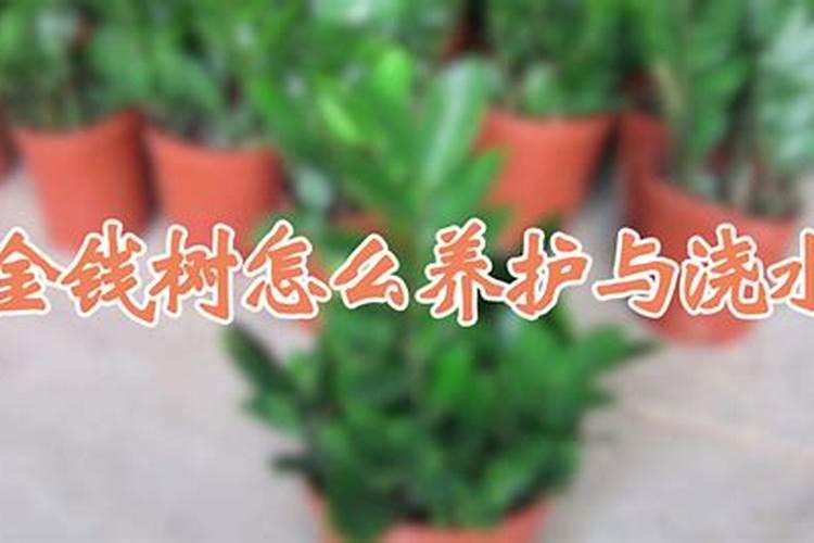 花多多1号可以浇金钱树吗？
