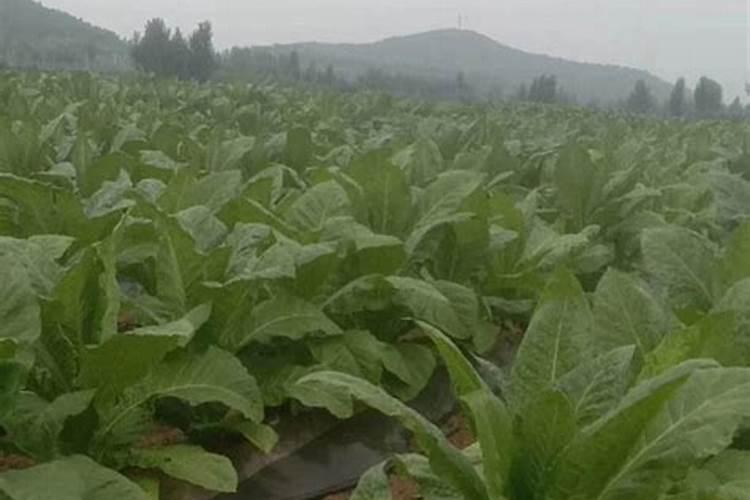 尿素可以和钾肥一起滴灌吗？