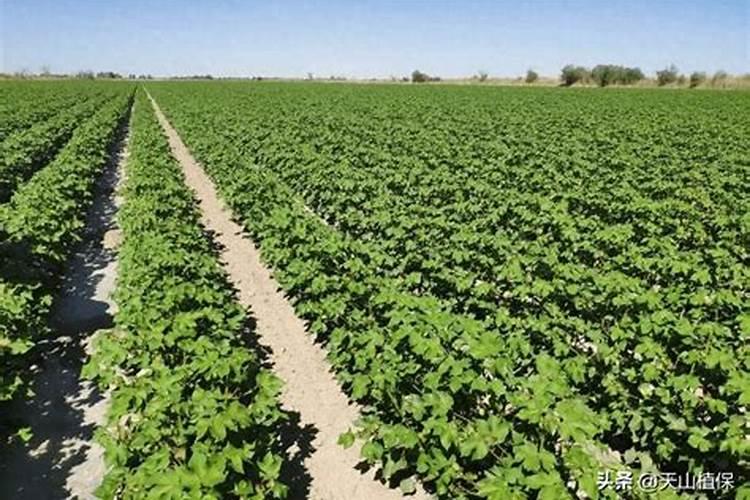 鱼塘阴雨天气能用尿素和红塘肥水吗