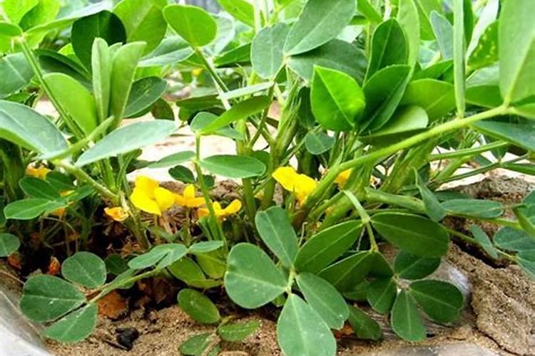花生什么时候打芸苔素