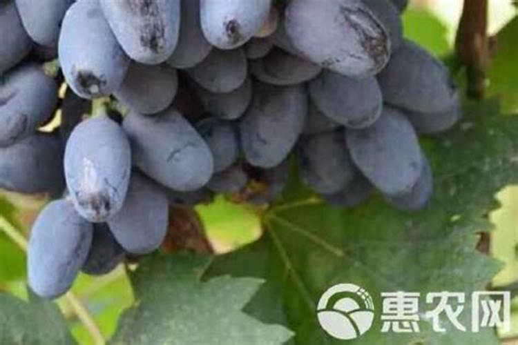 玉米每次灌水量多大为宜？全生育期灌多少水合适？