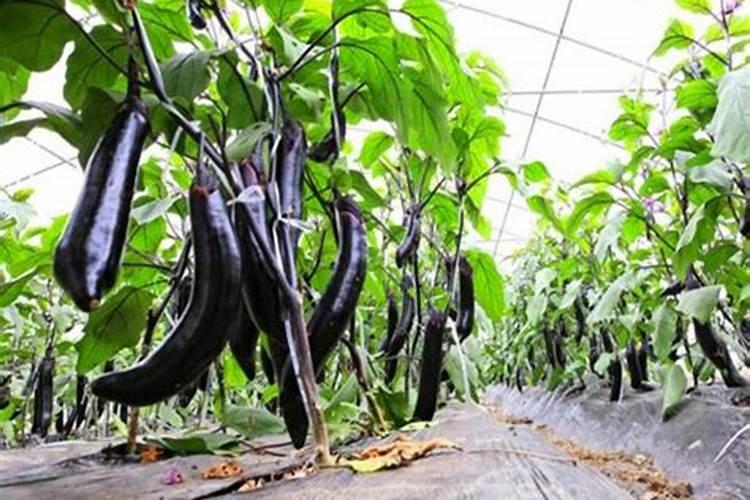 大降!复合肥、钾肥价格下滑,尿素行情弱势运营