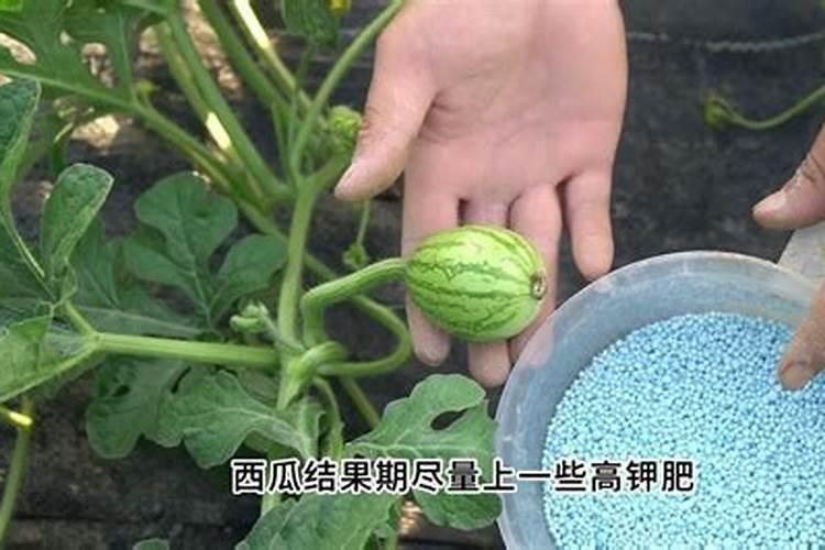 生菜什么时候适合施肥