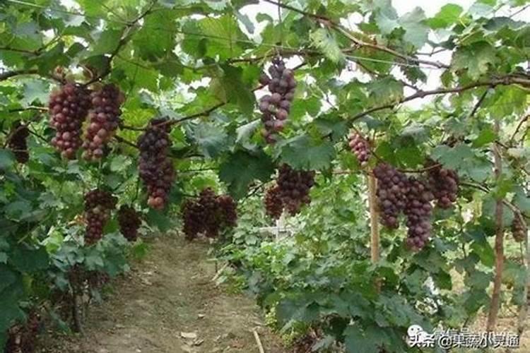 北方葡萄树过冬不埋土的方法