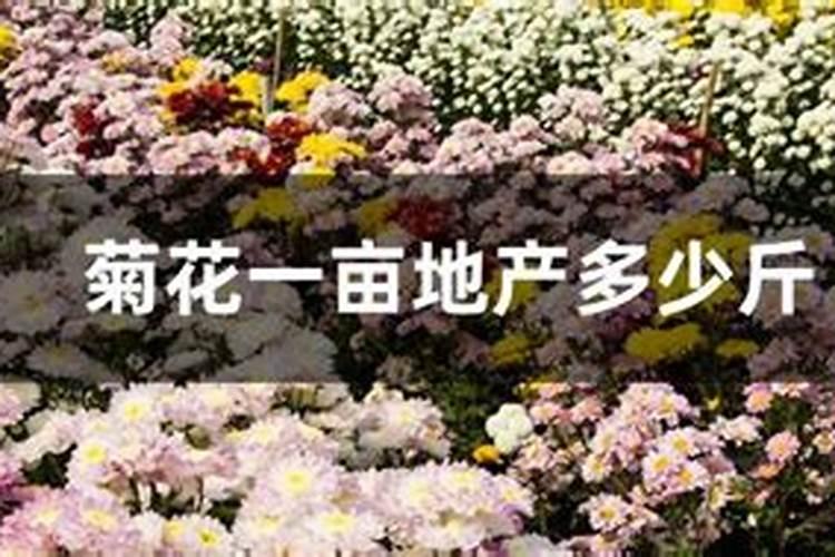 蛋壳可以做肥料吗 做肥料正确的做法
