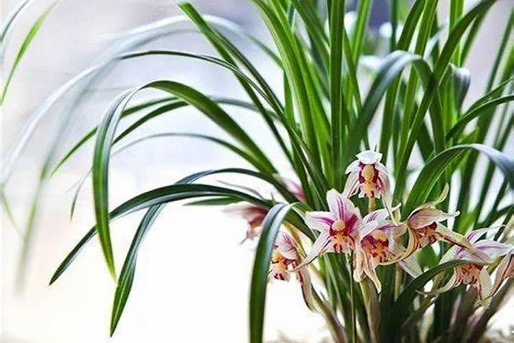 兰花多开花施是什么肥