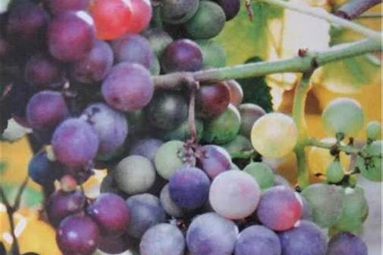 什么是糯玉米？糯玉米有几个品种？