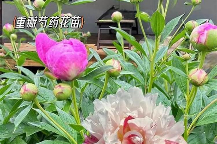 中盛肥业是正规厂吗