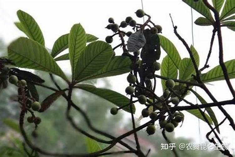 孔雀竹竿多久浇一次水